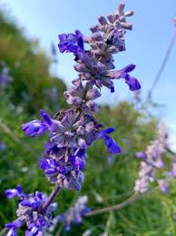 Image result for Salvia farinacea