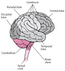 Overview Of Cerebral Function Neurologic Disorders Msd