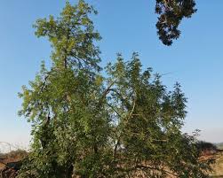 Image result for Landolphia foretiana