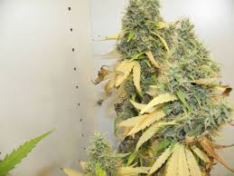 Galería de Variedades: Santa Maria (No Mercy Supply) PIC #15698 by No Mercy  Supply