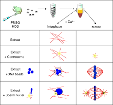 Check spelling or type a new query. The Mitotic Spindle A Self Made Machine Science