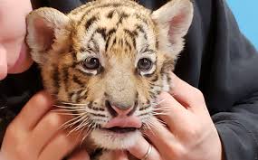 Are ocelots big, or small cats? Tiger King Shows Cruel Tiger Cub Petting Industry Here S What You Can Do Peta