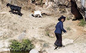 Woman cited after dogs escape and kill goat. Our Development Work In Rural China We Villages At We Org