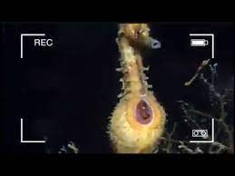 Pada kuda laut jantan, terdapat kantong pengemasan yang bisa bermanfaat untuk mengerami sel telur. Kuda Laut Bertelur Atau Beranak