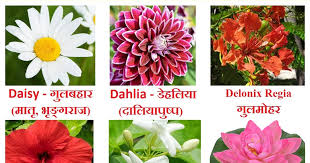 Flowers Name In Hindi Phoolon Ke Naam Sanskrit And
