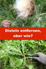 Disteln Richtig Entfernen So Geht S Gartenbob De Der Garten Ratgeber Distel Unkraut Entfernen Wurzel Entfernen