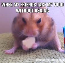 Pin On Hamster Memes