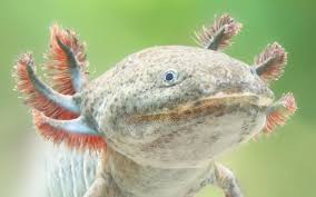 Supercoloring.com is a super fun for all ages: 15 Fun And Interesting Facts About Axolotls Aquariumnexus