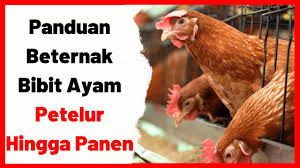 Check spelling or type a new query. Panduan Beternak Bibit Ayam Petelur Hingga Panen