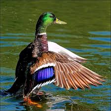 20 Shots That Captured Birds In The Wild Perfectly Light Stalking Bird Hunting Pet Birds Mallard Duck