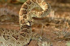 Venomous California Snakes Mojave Rattlesnake Snake Venom Rattlesnake
