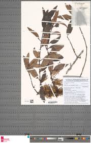 Image result for Phragmanthera