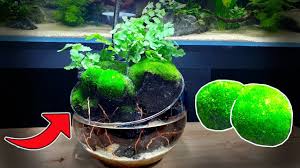 Goo.gl/j4sgjg underwater waterfall 【aquaterrarium 30×30×30cm】 i wanted to produce a waterfall using a water pump and a mist maker(ultrasonic mist generator). Mini Aqua Terrarium With Flowing Waterfall How To No Filter No Ferts No Co2 No Heater Youtube