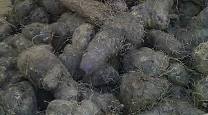 Image result for Dioscorea alata