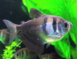 Jadi nanti jangan lupa tengok dulu belang ikan sebelum beli tau. 31 Jenis Ikan Hias Air Tawar Paling Digemari Dan Cara Perawatannya