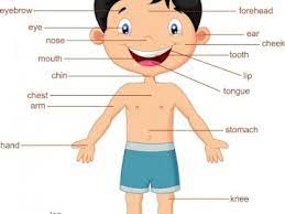 Creierul este organul principal care asigură funcționarea optimă a organismului uman PÄrÈi Ale Corpului In EnglezÄ JoacÄ Gratuit Jigsaw Puzzle La Puzzle Factory