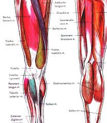 Leg Muscles Diagram Starting Know About Wiring Diagram