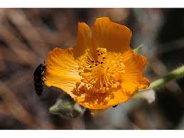 Image result for Kyllinga sphaerocephala