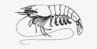 The images above represents how your finished drawing is going to look and the steps involved. Jpg Free Prawns Drawing Giant Tiger Prawn Free Commercial Clip Art Shrimp Black And White Png Image Transparent Png Free Download On Seekpng