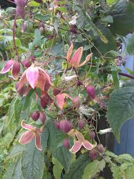 Young shoots are particularly susceptible. Planting Clematis Clematis In Seattle