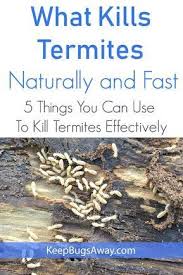 What Kills Termites Top 5 Things You Can Use To Kill Termites Termites Termite Treatment Diy Termite Treatment