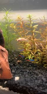 Betta Fish Help Determining Age Of Betta Details In Comment In 2020 Betta Fish Betta Fish