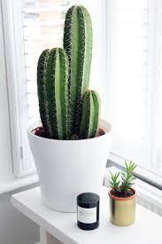 A Before After Home Tour Anneli Bush House Plants Decor Plants Plant Decor