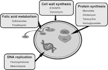 Image result for why is the drug actinomycin used only in research applications or in the treatment of cancer