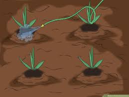 Trim the existing foliage into a neat fan about. How To Divide Bearded Irises 8 Steps With Pictures Wikihow
