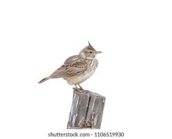 For each verse you add an additional body part. Alouettes Images Stock Photos Vectors Shutterstock