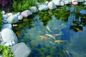 Pour les articles homonymes, voir bassin. Article De Fond Pour Choisir Installer Et Entretenir Un Bassin De Jardin