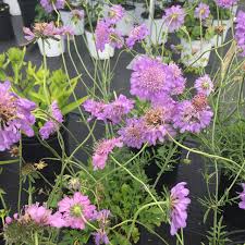 Image result for Scabiosa columbaria