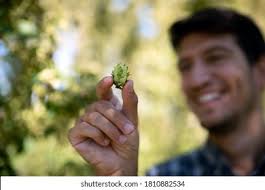 Malt Hop Craft: Over 5,109 Royalty-Free Licensable Stock Photos