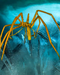 Image result for Pycnosphaera