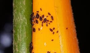 Common names of insects database. Pentalonia Nigronervosa Wikipedia