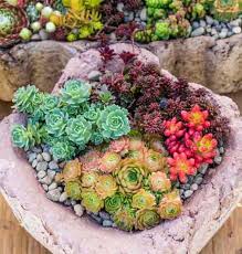 But when it comes to vivid colors and exquisite blooms, the type of succulent that does it best is (drum roll): How To Grow Succulent Plants Outdoors Gardening Articles
