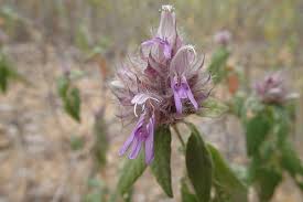 Image result for Lepidagathis scariosa