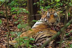 You can find more information about each cat by clicking on its name. Wild Cats Of India Big Cats Of India Small Cats