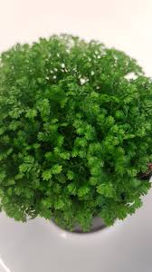 Image result for Salacia kraussii