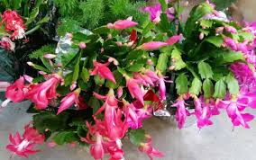 The hanging branches, which are made up of flat there are certain factors that can help — or hinder — your christmas cactus's potential. Holiday Treats Longfellow S Garden Center