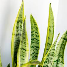 Image result for Vahadenia laurentii