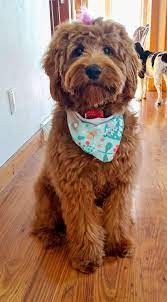Upcoming Goldenddoodle Litters And Double Doodle Litters Mini Goldendoodle Puppies Doodle Dog Breeds Goldendoodle Puppy