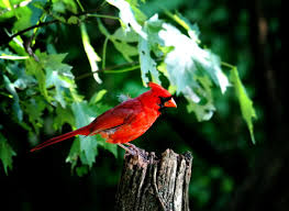 Cardinal Bird Wallpaper Hd For Android Apk Download