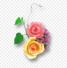 Globalrose.com has been visited by 10k+ users in the past month Download Png Images Free Pink And Yellow Rose Png Transparent Png 644x819 85124 Pngfind