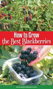 How To Grow The Best Blackberries Growing Blackberries Growing Vegetables Growing Fruit