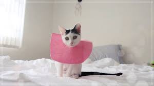 My Fur Baby Pepe Got Spayed Diy Felt E Collar With Only 1 99 Youtube