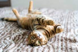 Cara membuat kucing sayang kepada kita. 9 Tanda Kucing Sayang Kita Walaupun Kita Bukan Tuannya Pakar