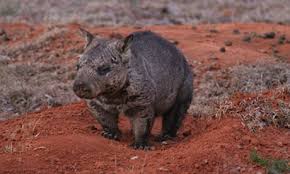 Image result for Northern hairy-nosed wombat