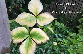 Flowers smaller than type, similar to 'pristine', but has the same number of tepals as m. Xera Plants Gossler Farms Nursery Report Plant Lust