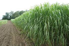 Check spelling or type a new query. Miscanthus Elephant Grass An Extremely Fast Growing Energy Grass For Biomass